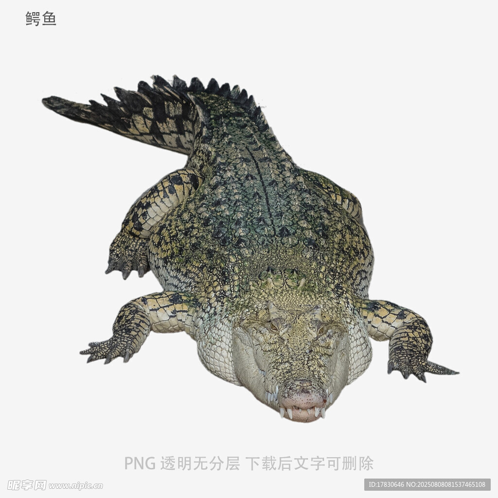 鱷魚(yú)