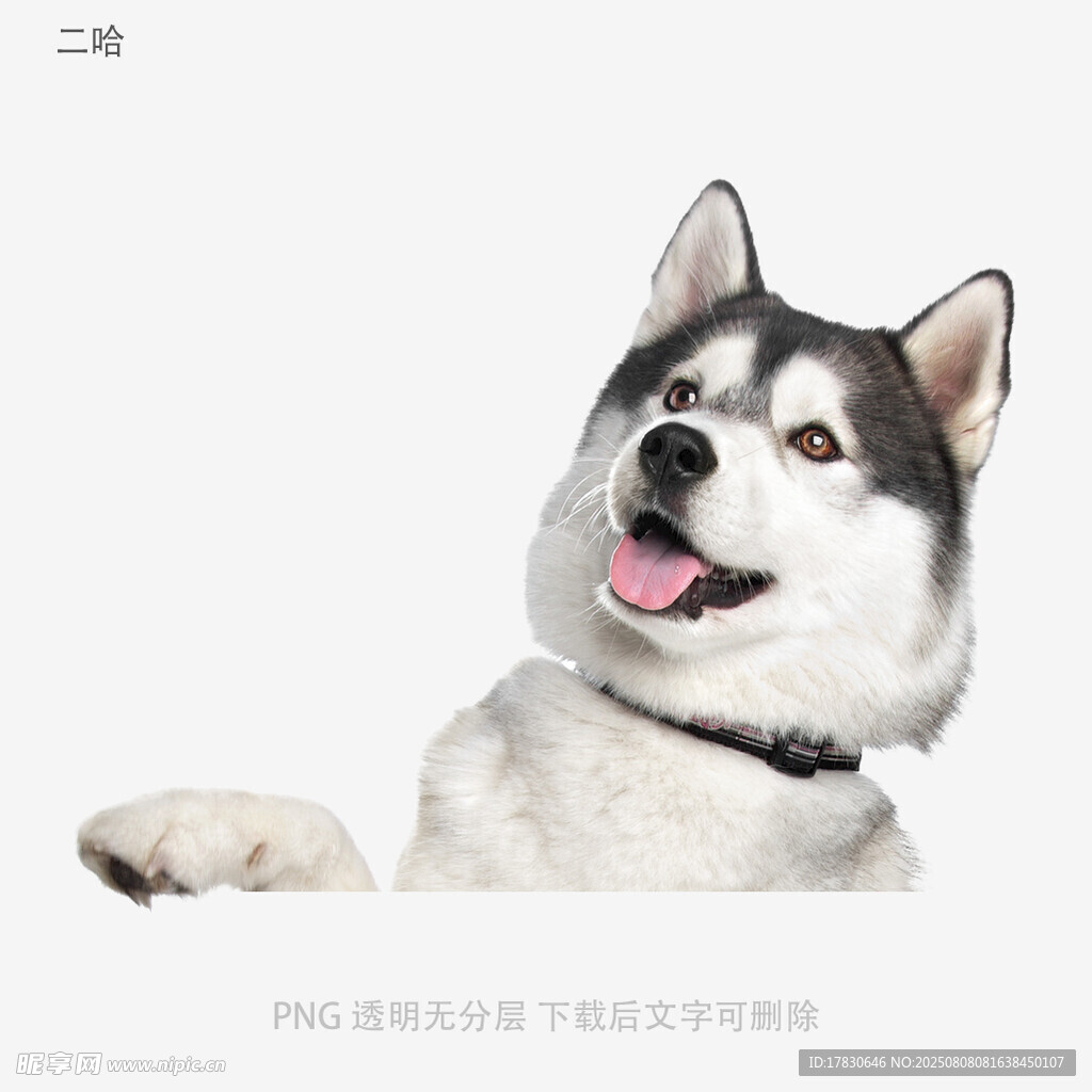 二哈