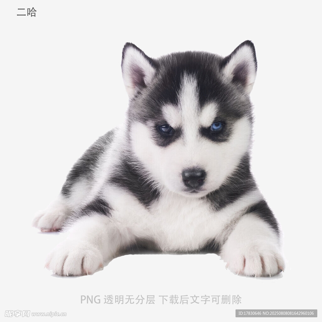 二哈
