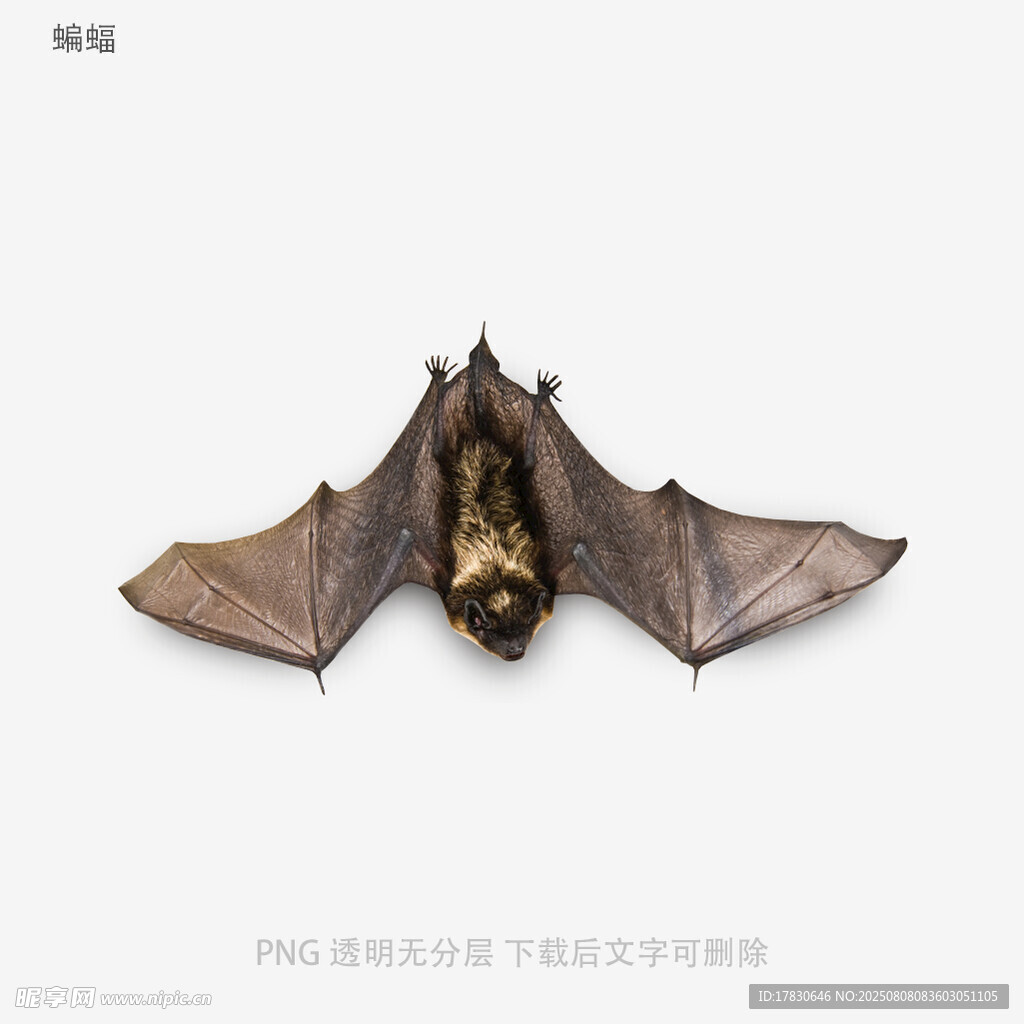蝙蝠