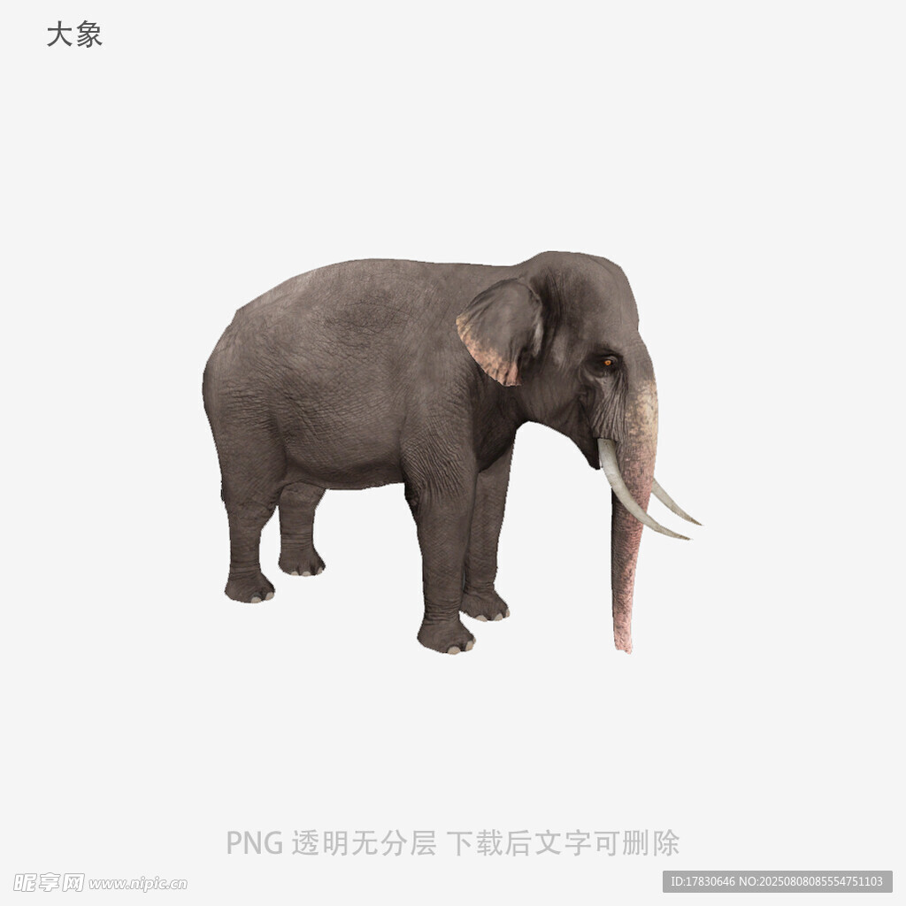 大象