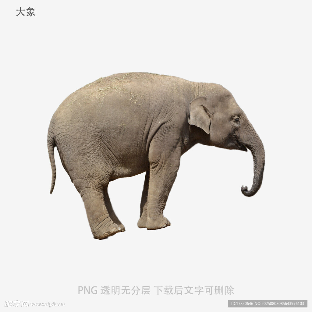 大象