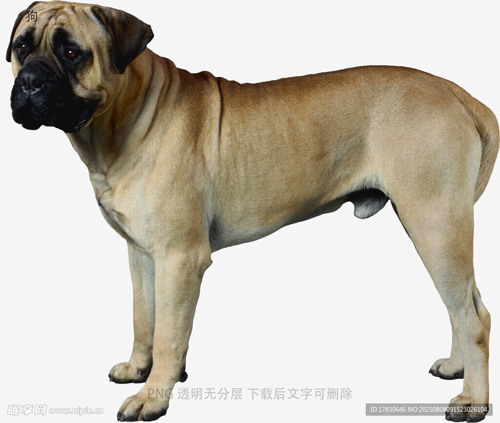 狗