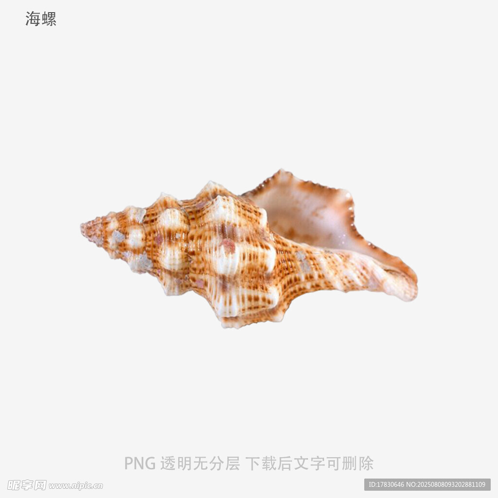 海螺