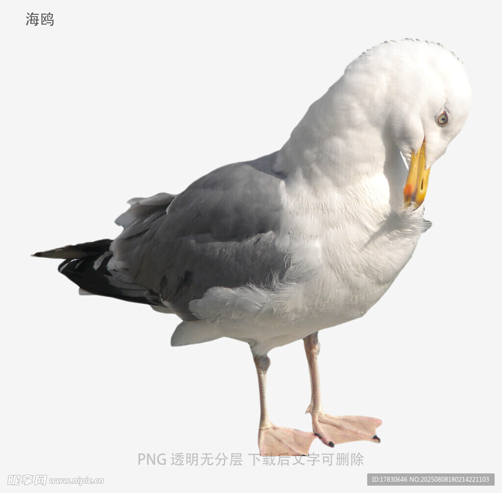 海鷗