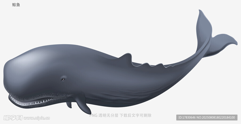 鯨魚