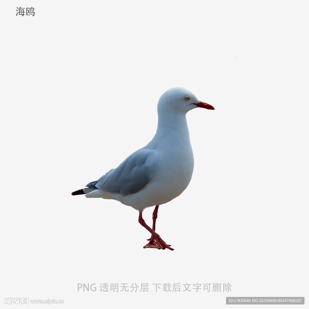海鷗