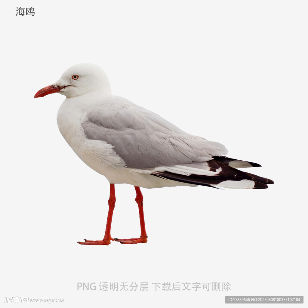 海鷗