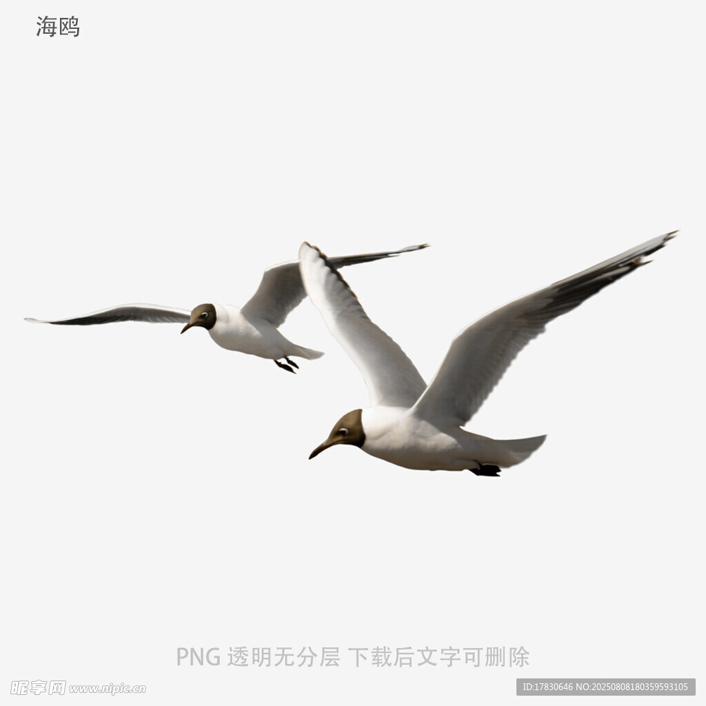 海鷗