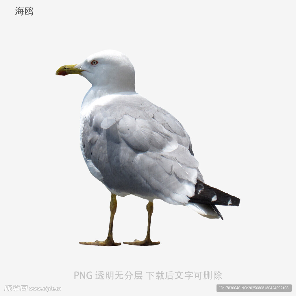 海鷗