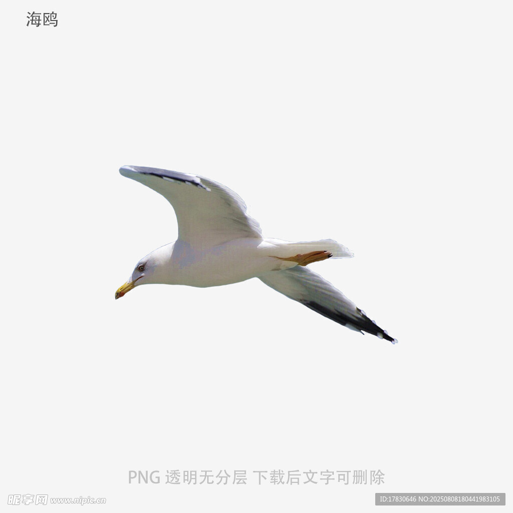 海鷗