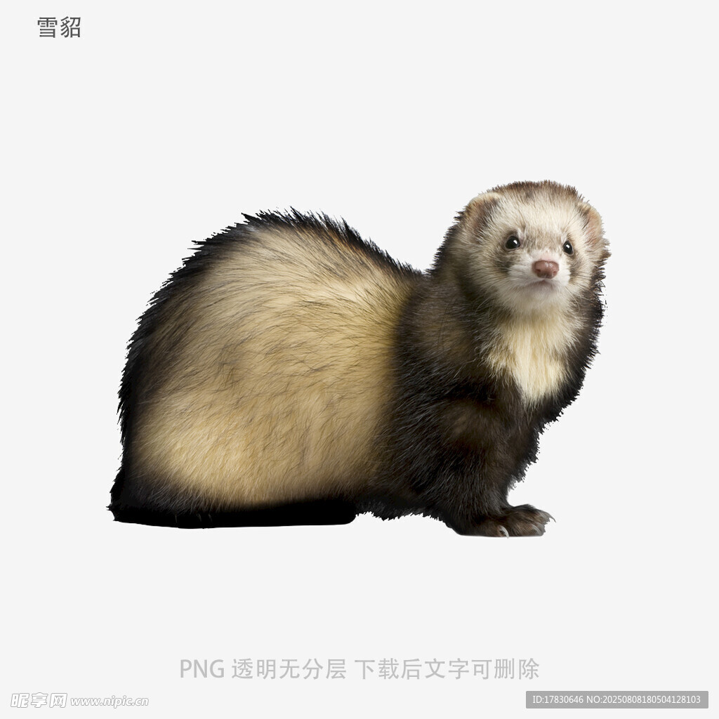 雪貂