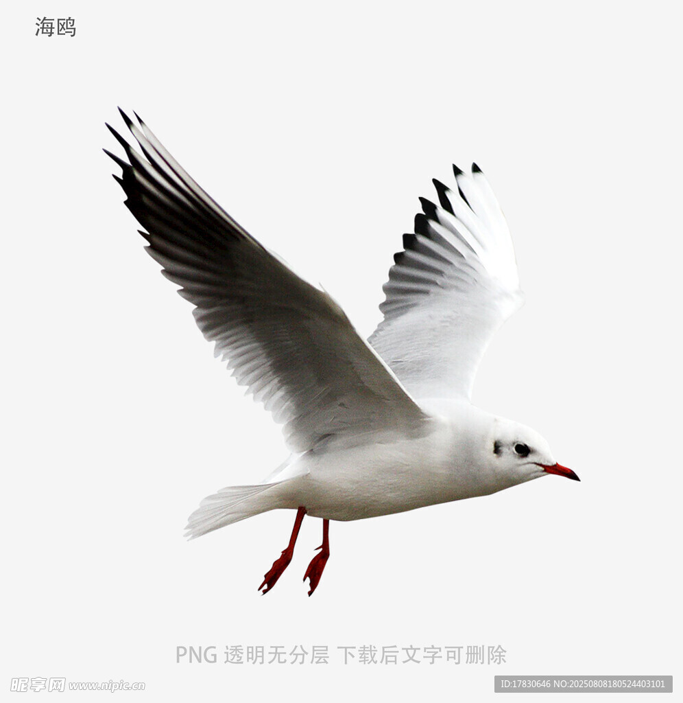 海鷗