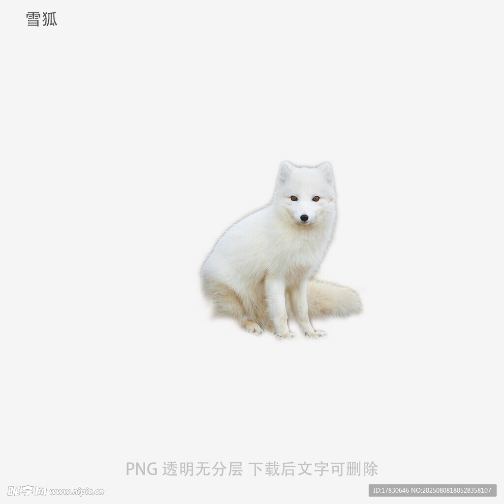 雪狐