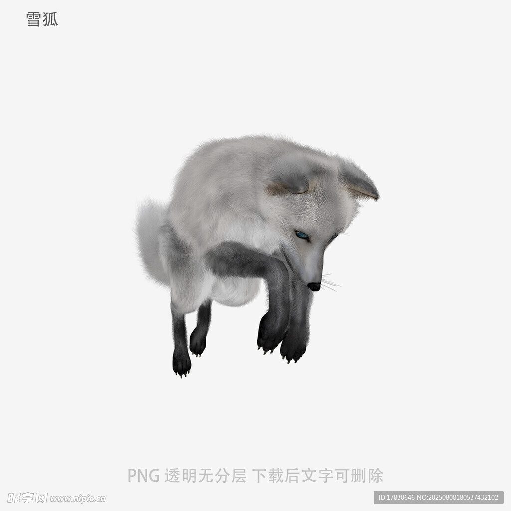 雪狐