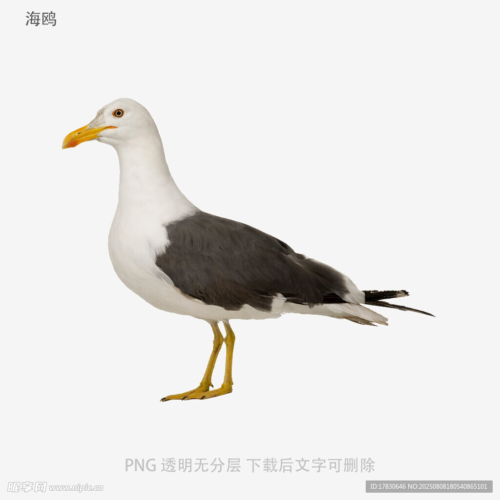 海鷗