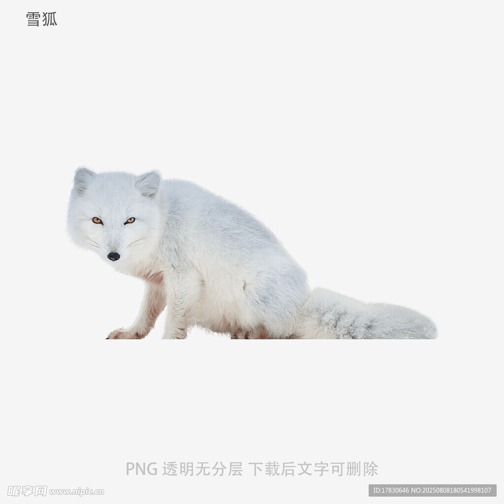 雪狐