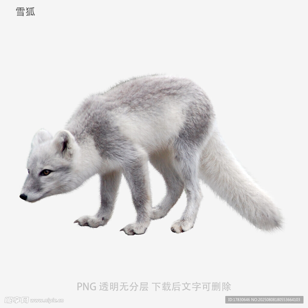 雪狐