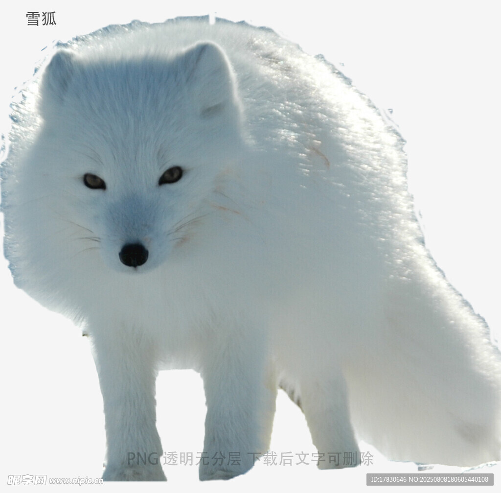 雪狐