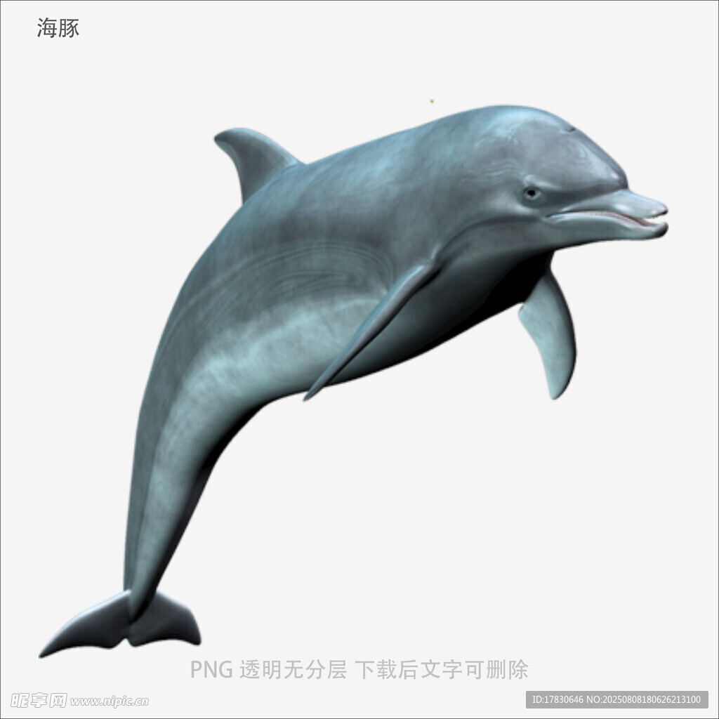 海豚