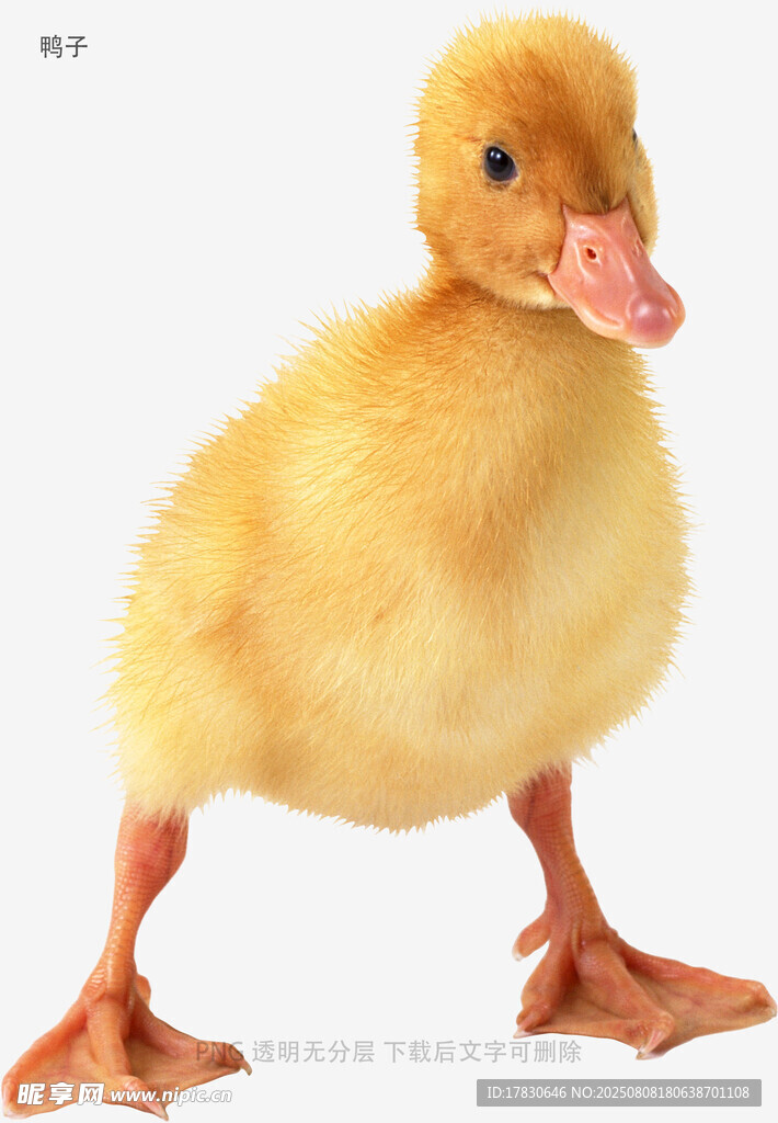 鴨子