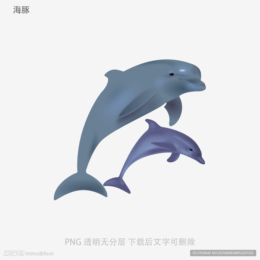 海豚