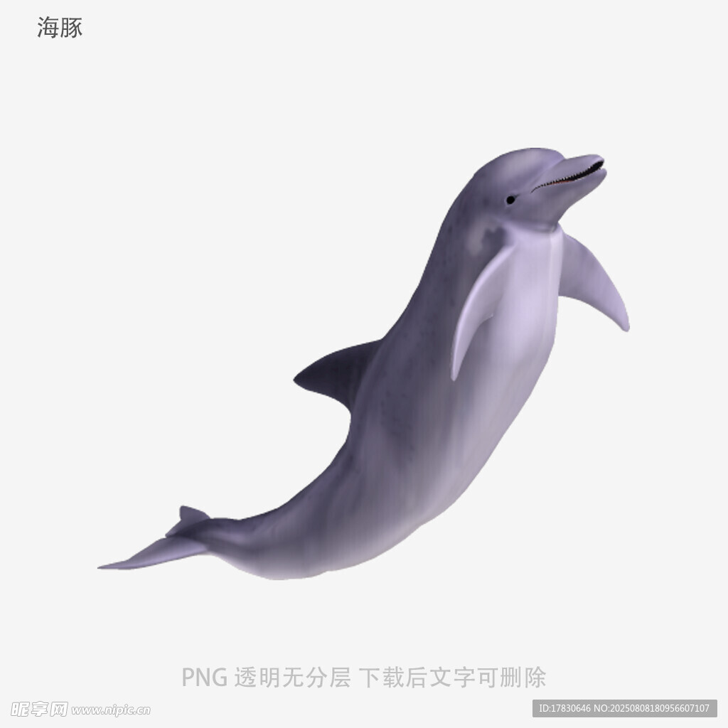 海豚