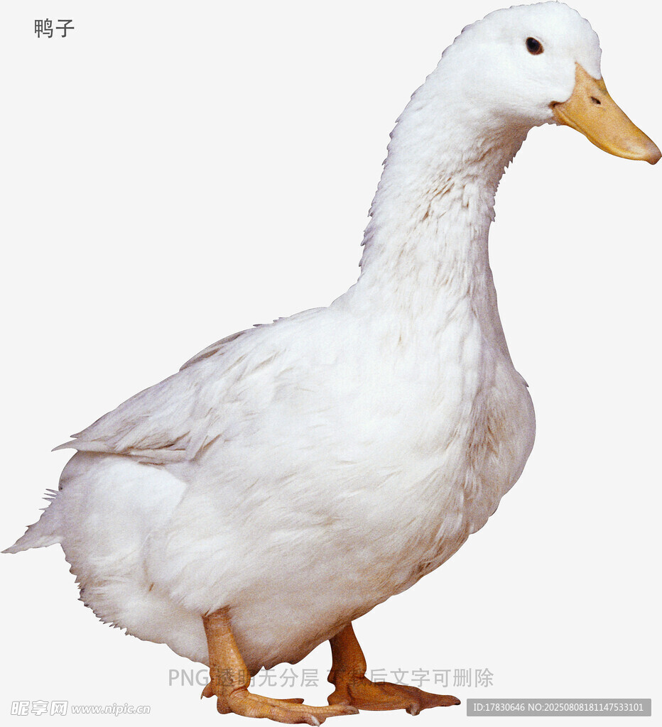 鴨子