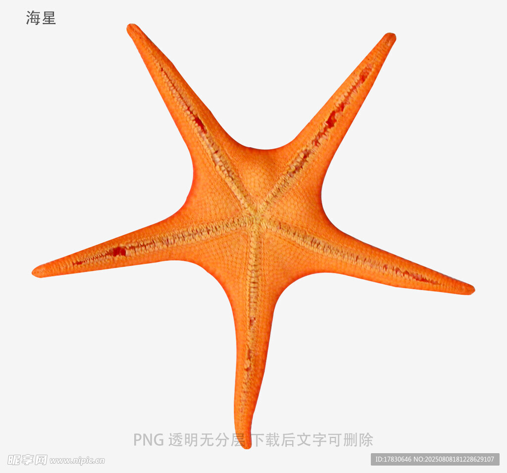 海星