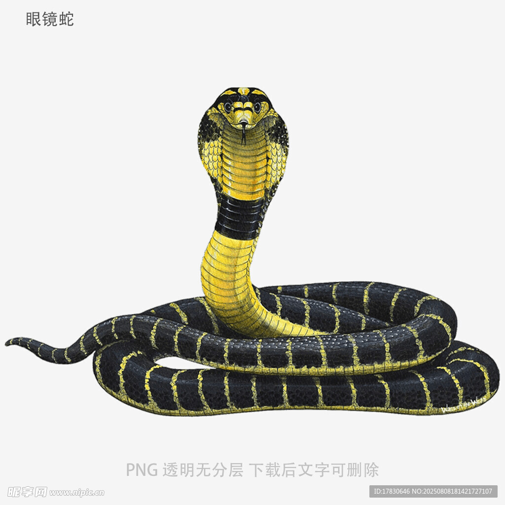 眼鏡蛇