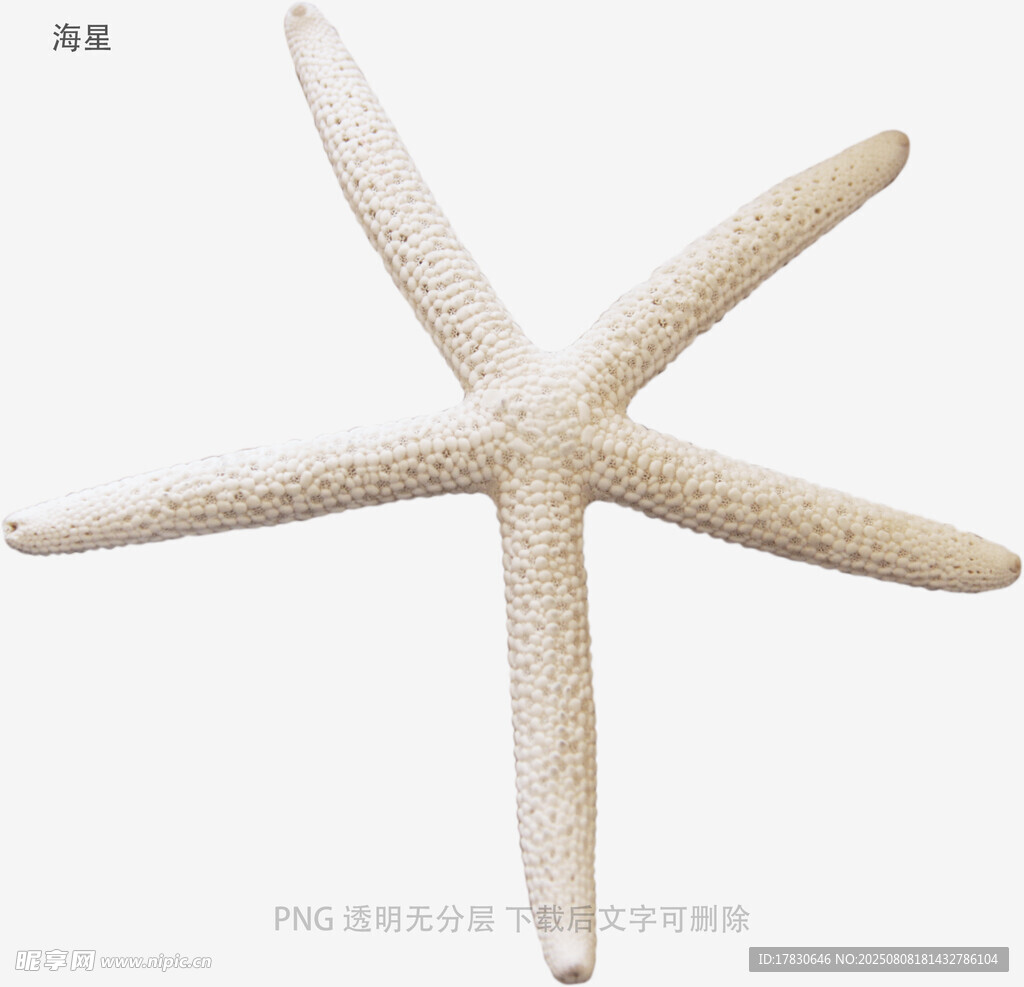 海星
