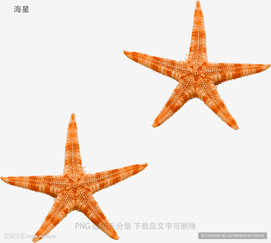海星