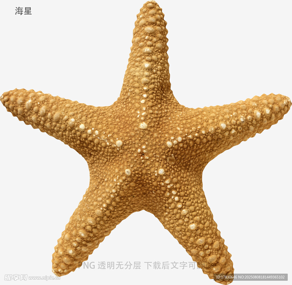 海星