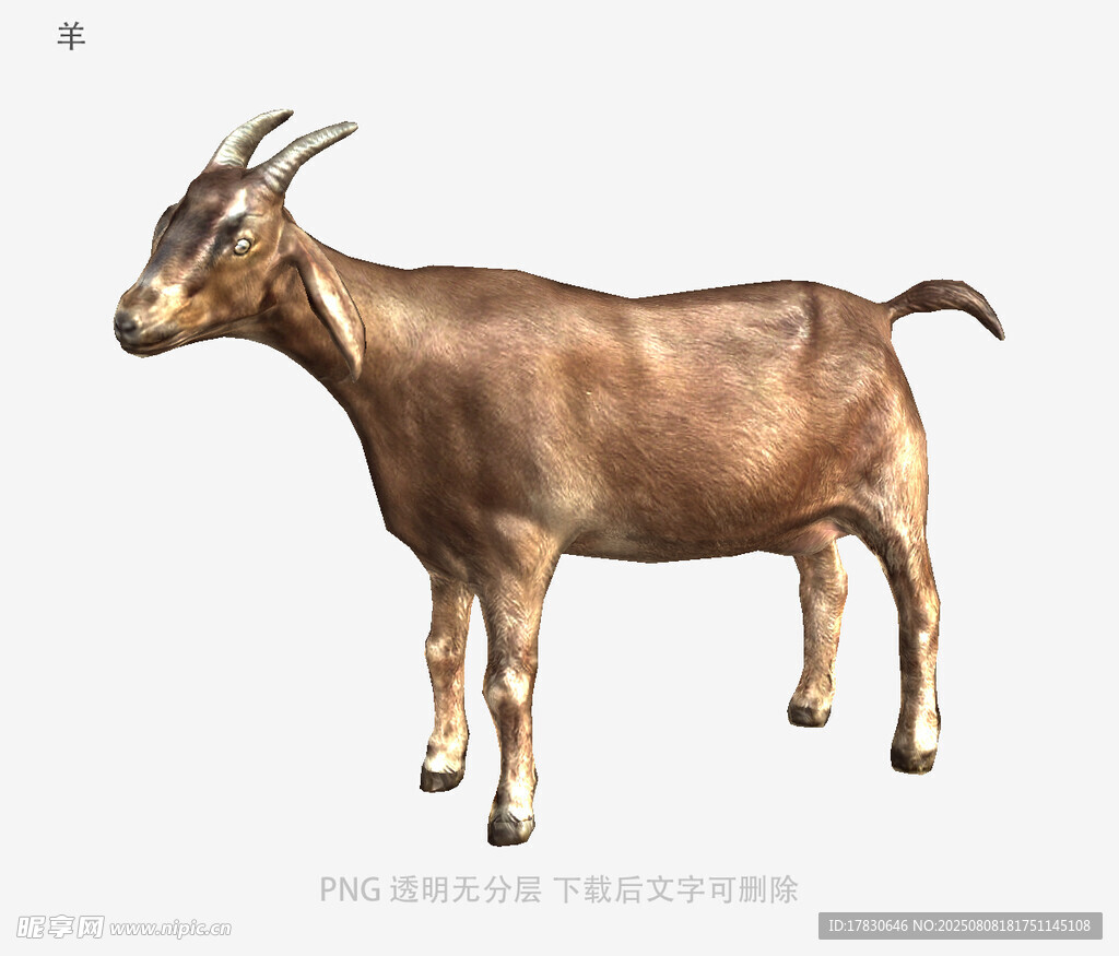 羊