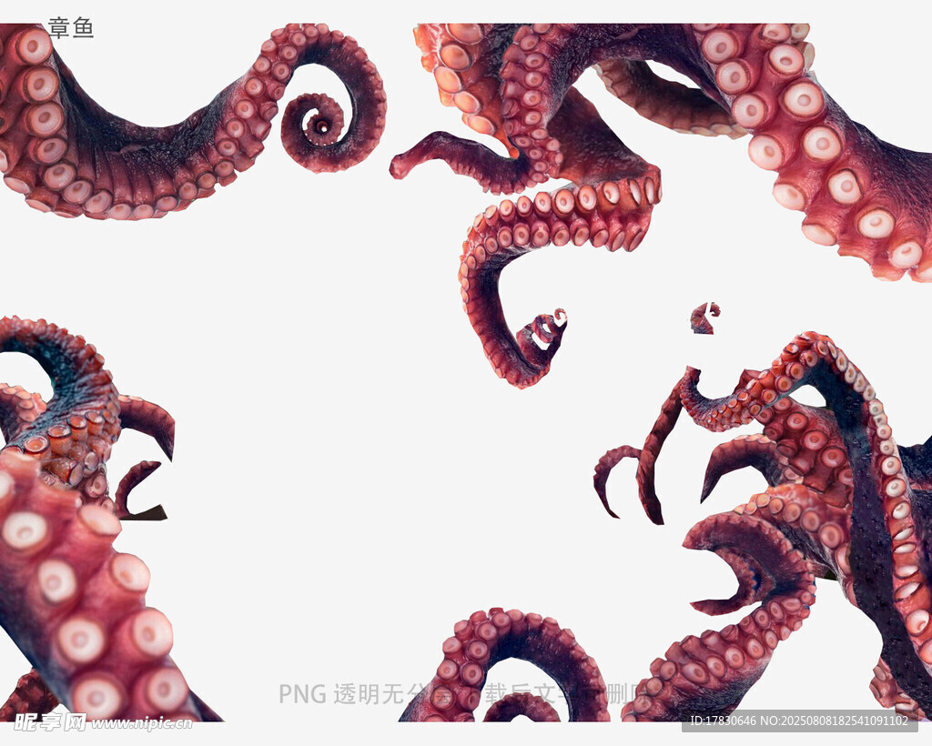 章魚(yú)