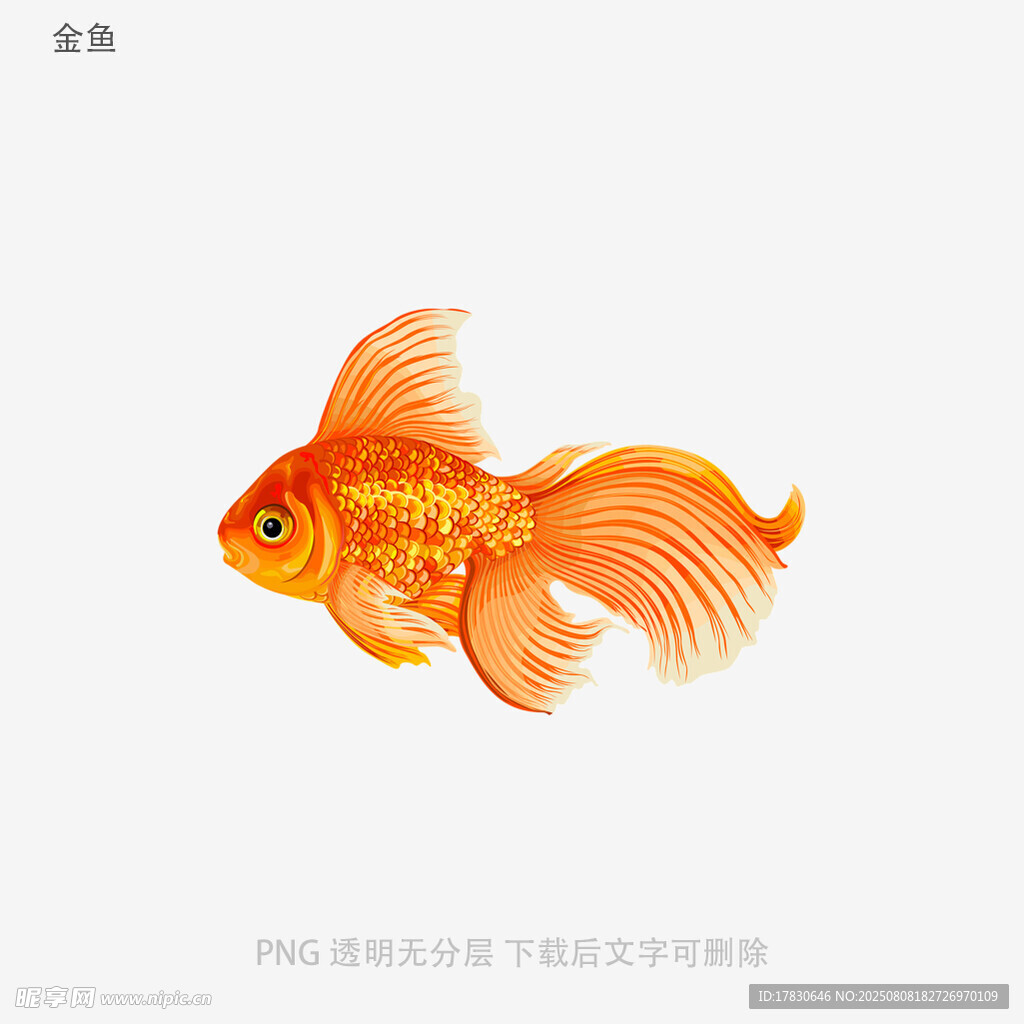金魚
