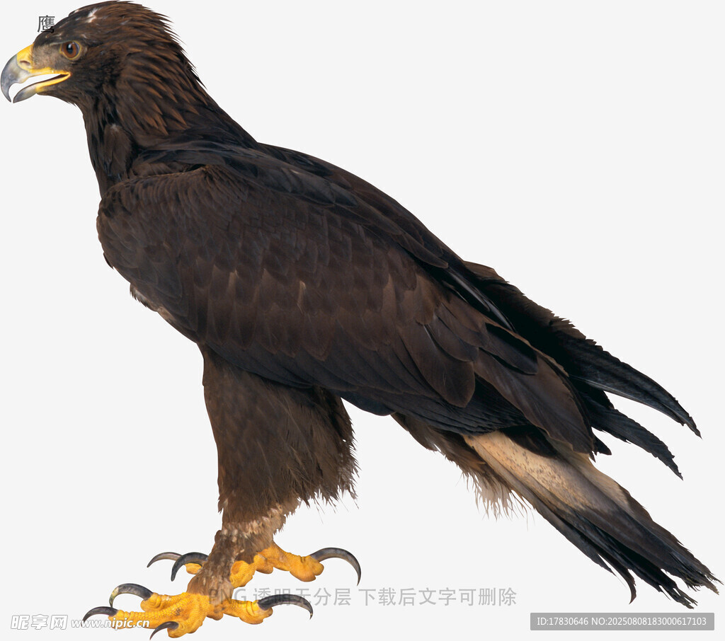 鷹