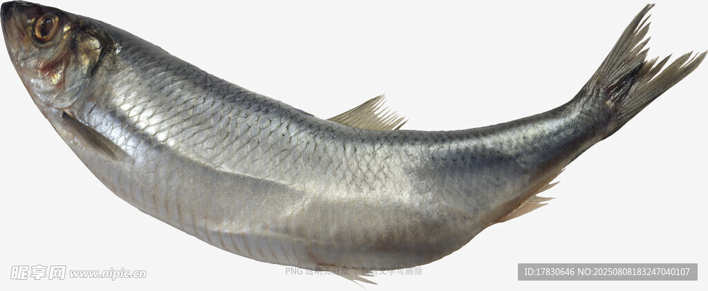 魚