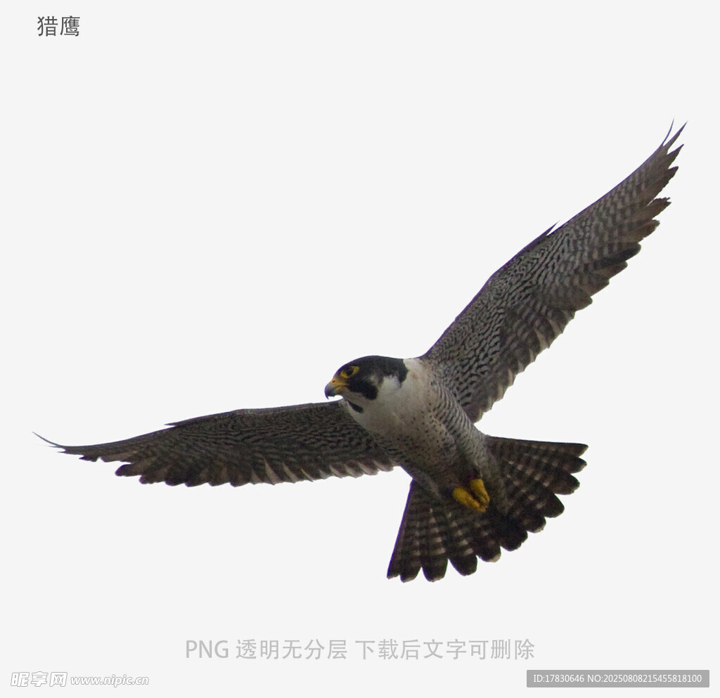 獵鷹