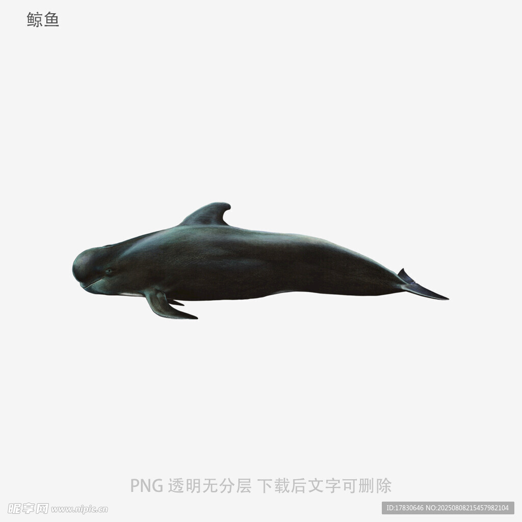 鯨魚