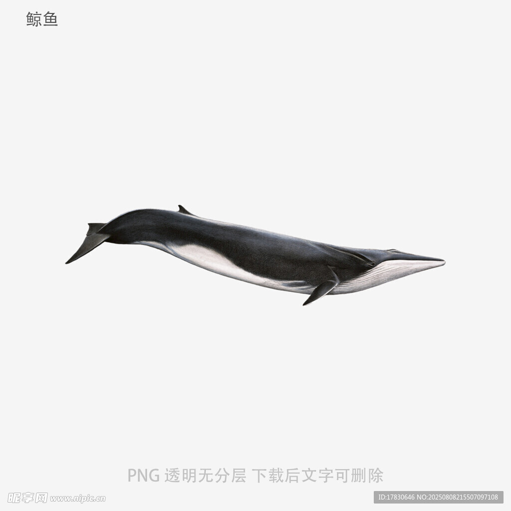 鯨魚