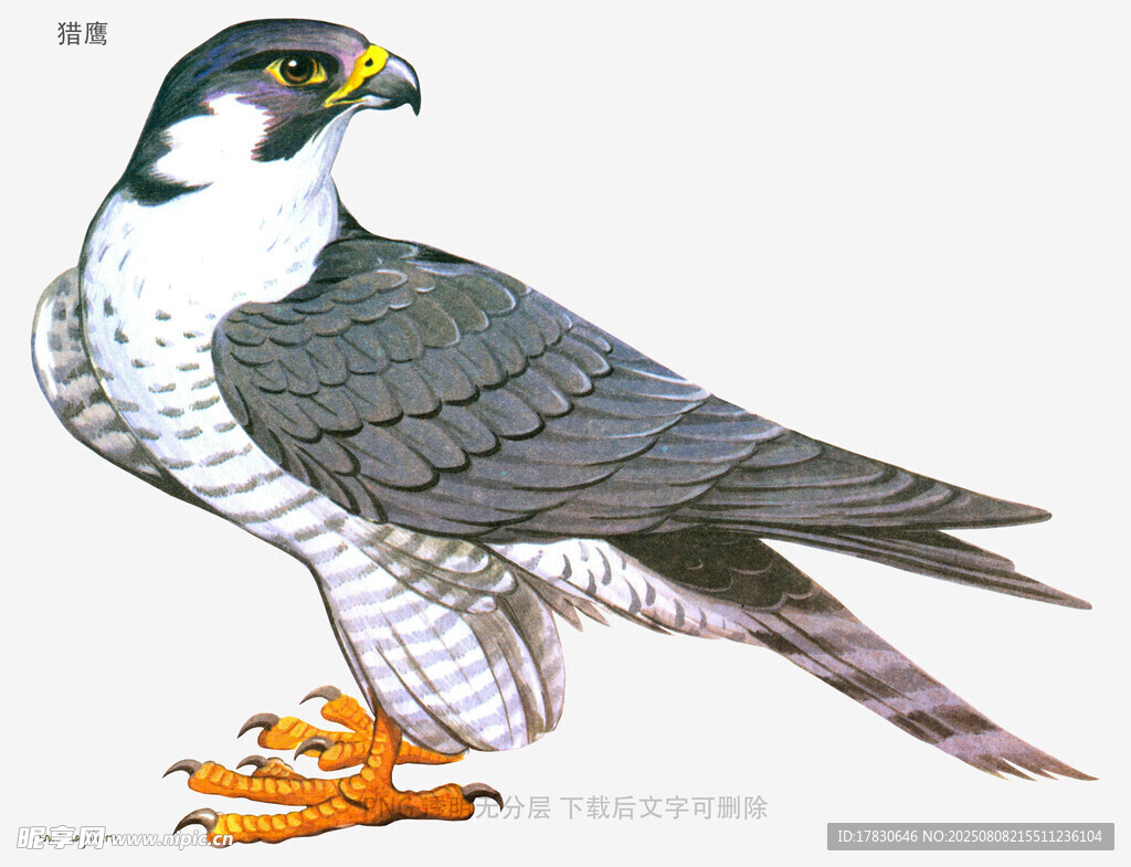 獵鷹