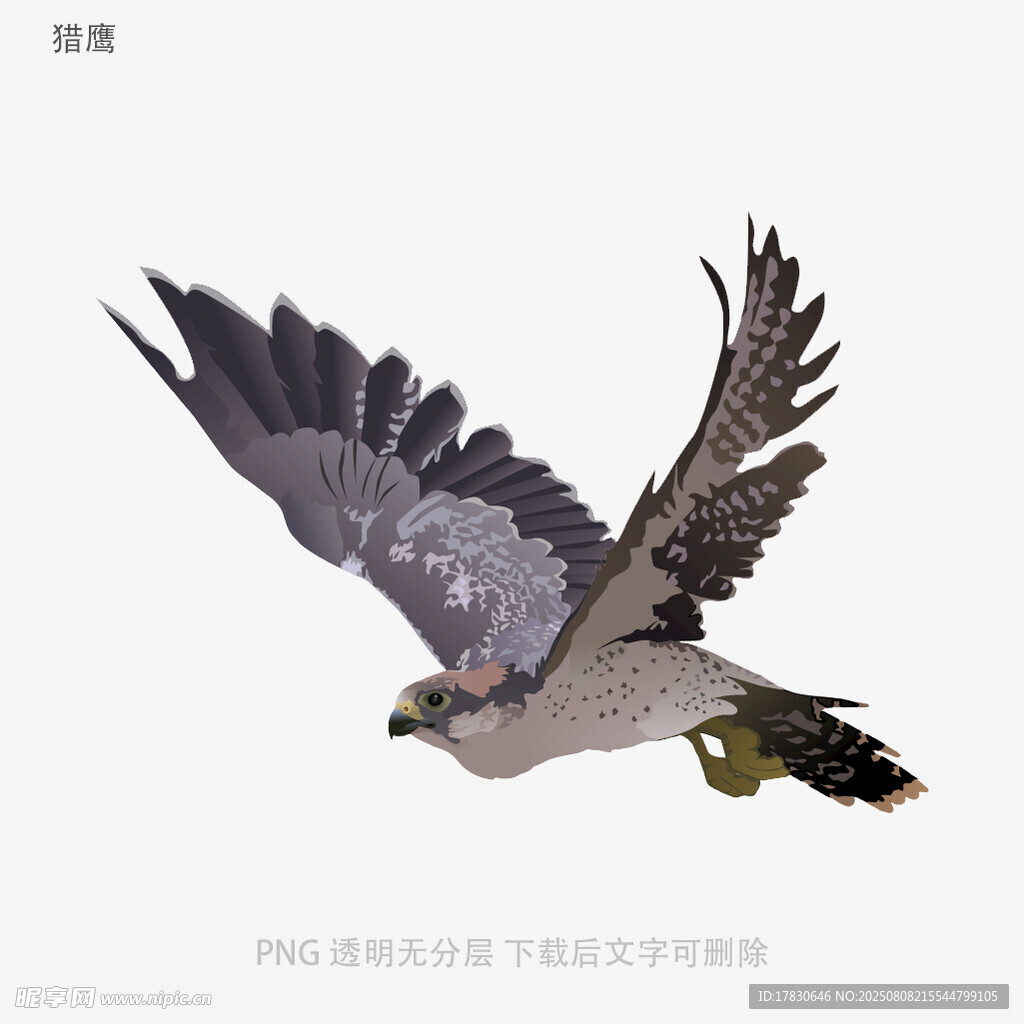 獵鷹