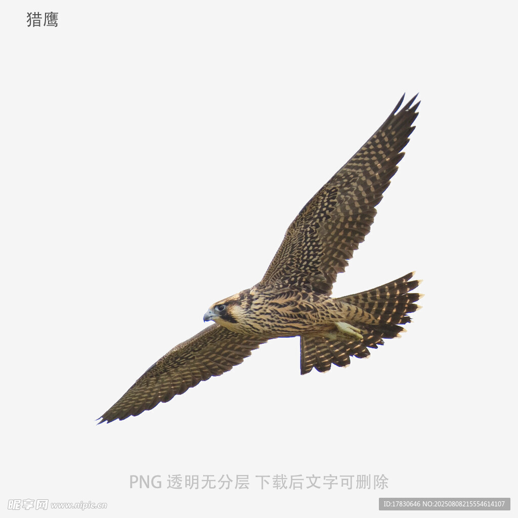 獵鷹