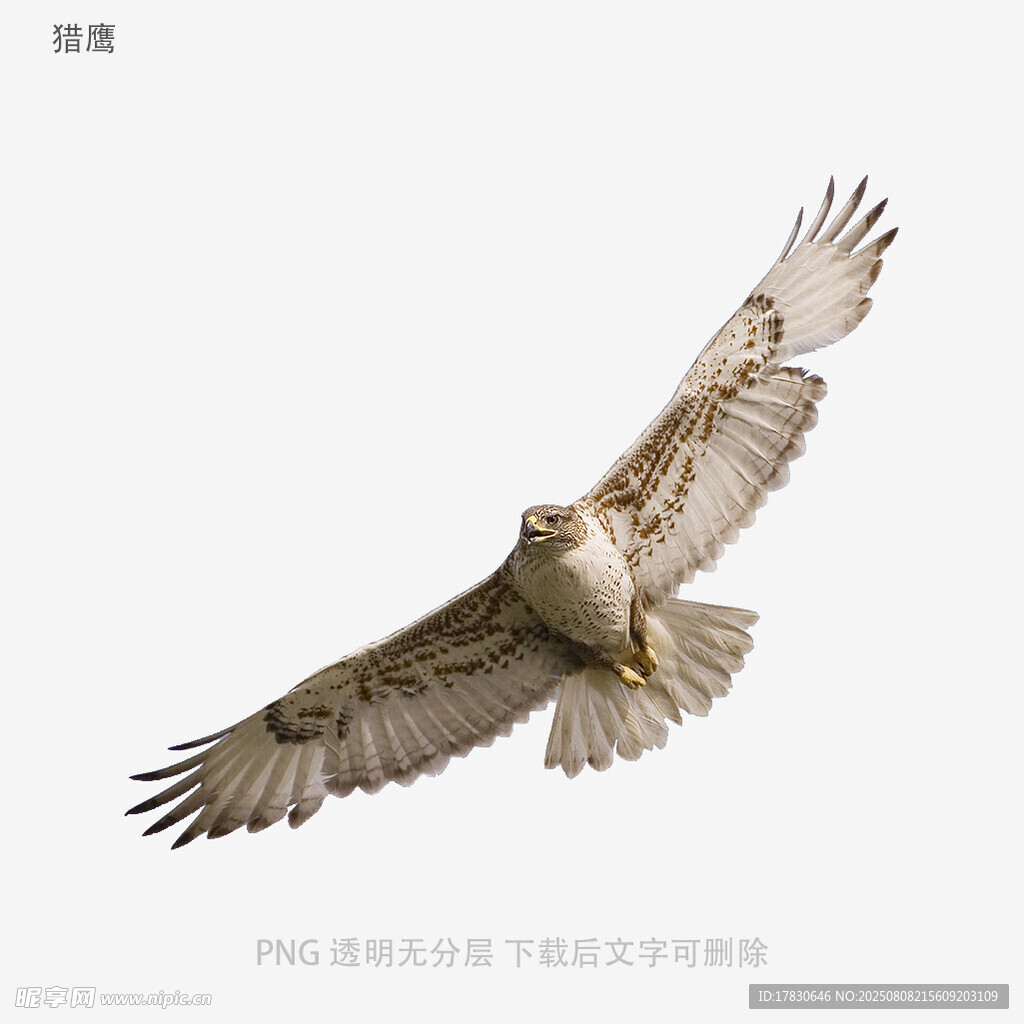 獵鷹