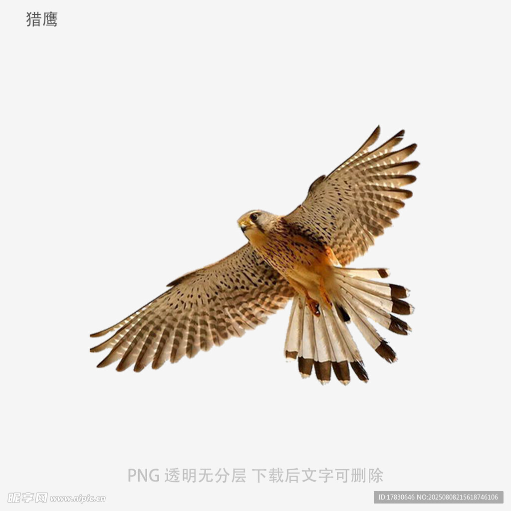 獵鷹