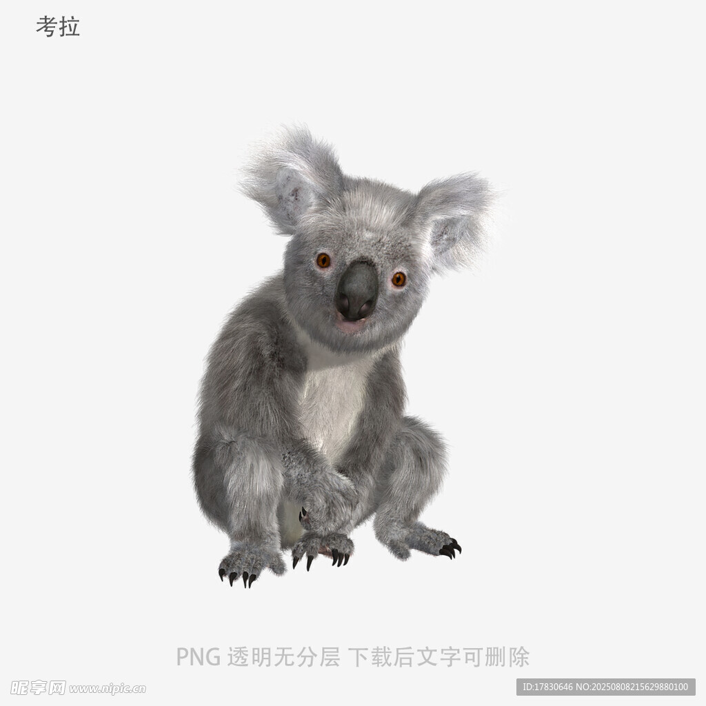 考拉