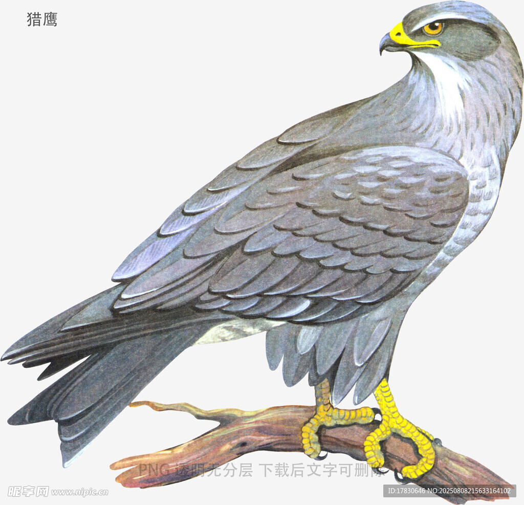 獵鷹