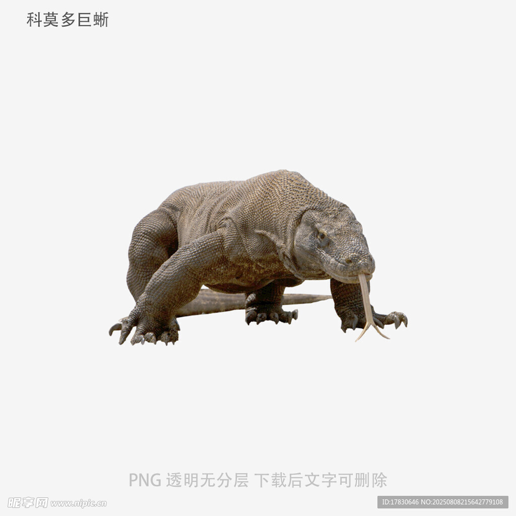 科莫多巨蜥