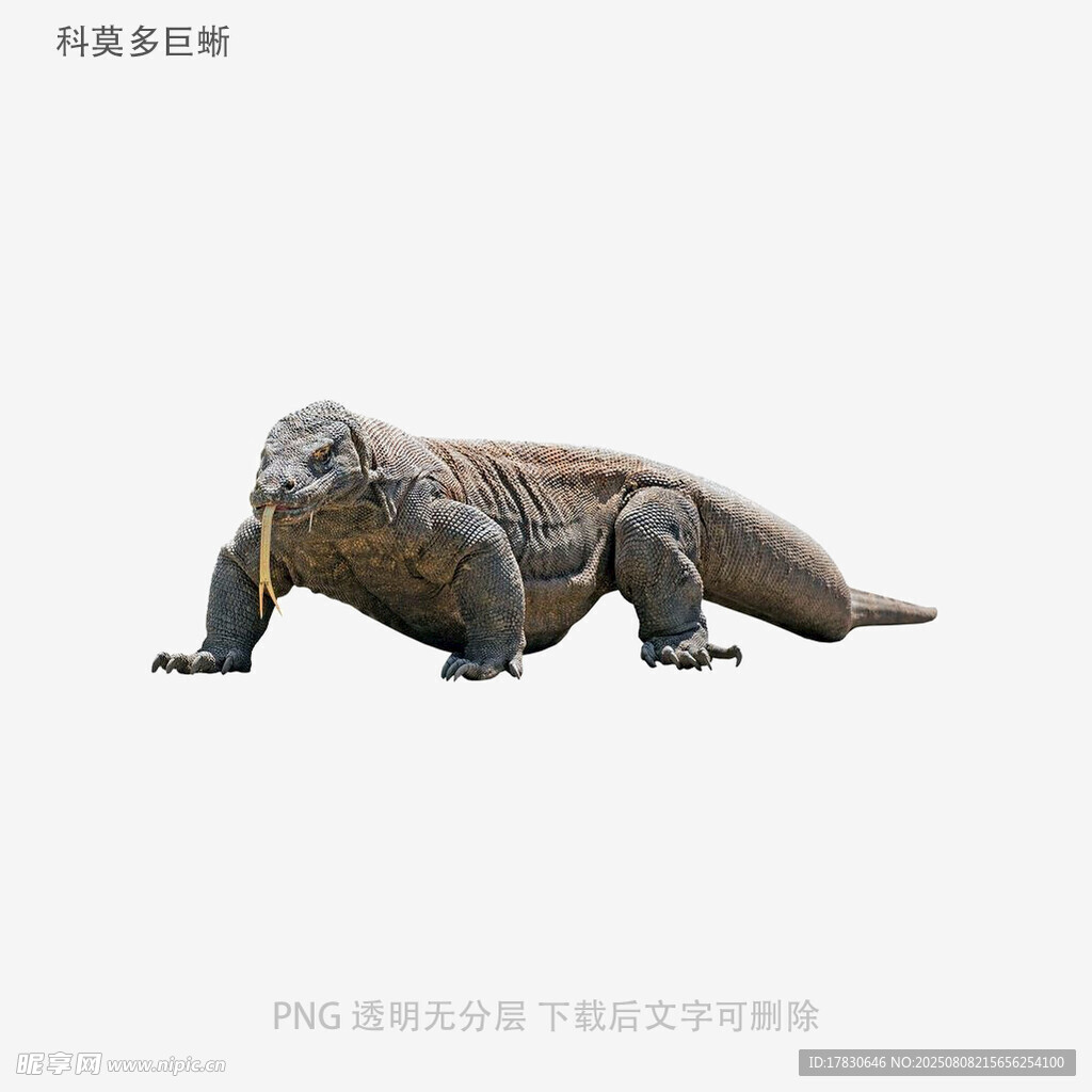 科莫多巨蜥